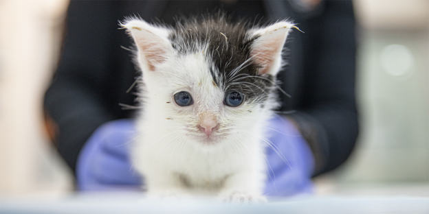 New ASV Guidelines Shape Path to Positive Well-being for Animals in Shelters