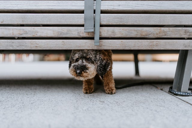 Dog hides under bench