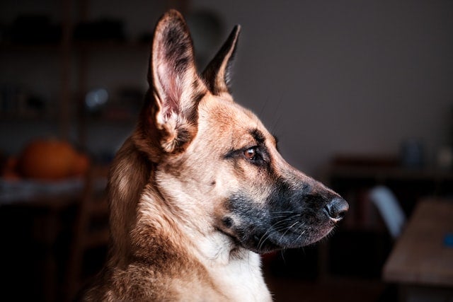 Profile of German Shepherd