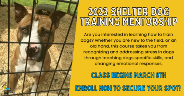 Online Course – Starts 3/9/23 – Shelter Dog Training Mentorship with Sue Alexander – Shelter Behavior Hub (fee applies)
