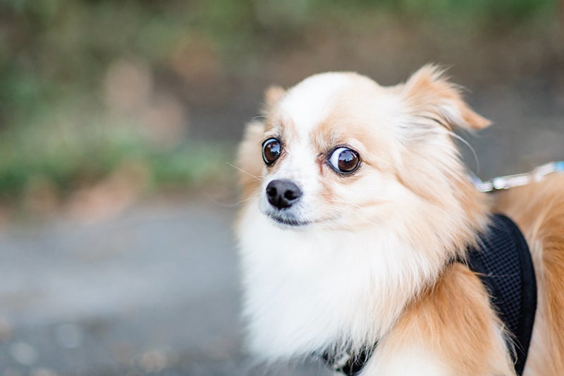 Chihuahua with a wary expression