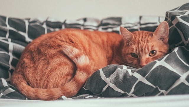 Ginger cat curls up in cozy blanket