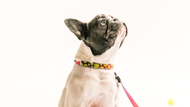 Webinar – 1/19/23 – Suzanne Clothier – Quick – Hit PAUSE! Using Controlled Set-ups for Reactive Dogs – FDSA (fee applies)