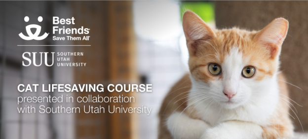 Online Course – Starts 3/6/23 – Cat Lifesaving Course – Best Friends and Southern Utah University (fee applies)