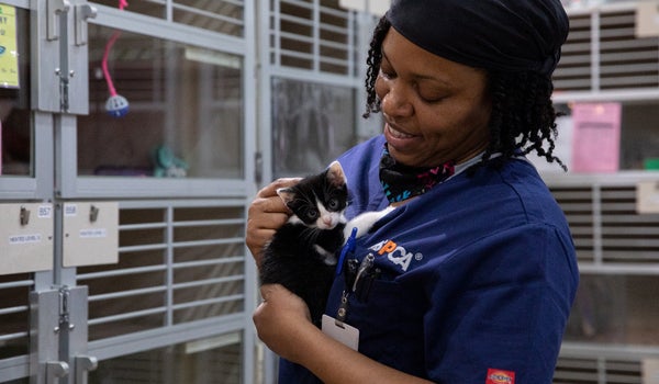 ASPCA staff holds small black and white kitten