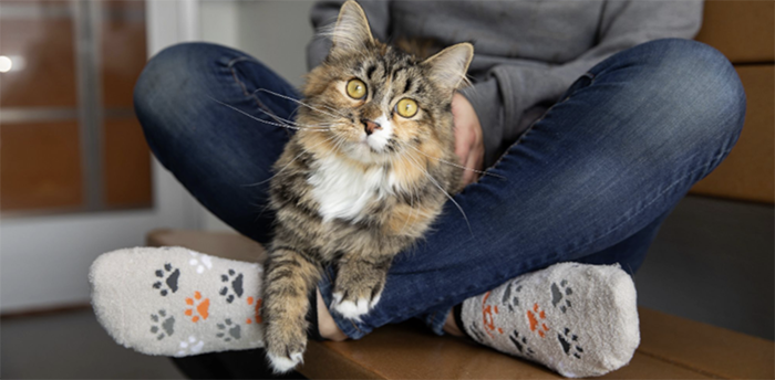 Cat relaxes in the lap of a person wearing socks with pawprints on them