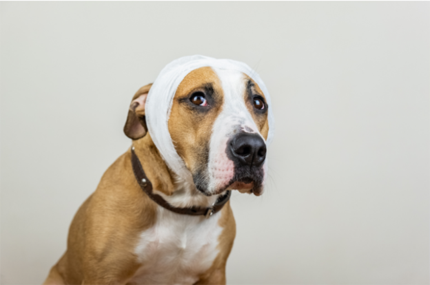 Webinar – 3/29/23 – When You’ve Got Skin in the Game: How to Manage Large Open Wounds in Dogs and Cats – VETGirl (fee applies)