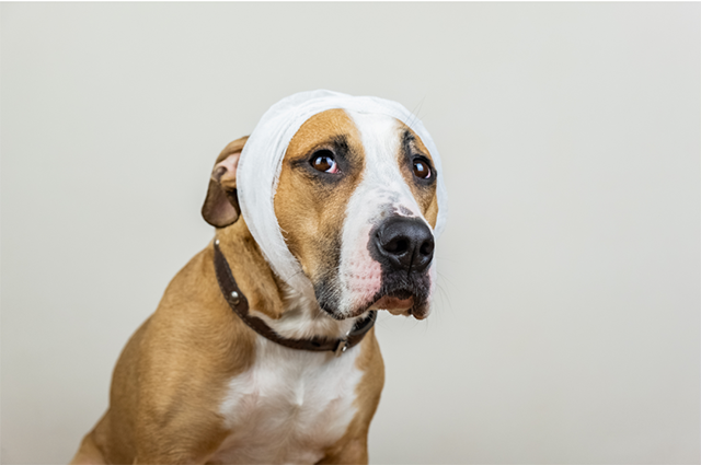 Dog wears bandage around head