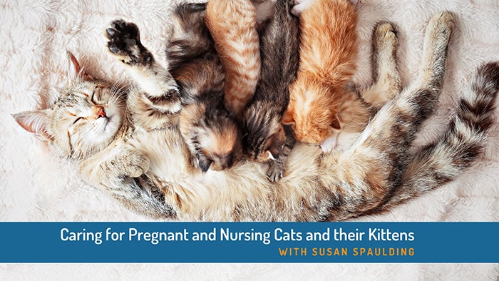 Caring for pregnant and nursing cats and their kittens webinar
