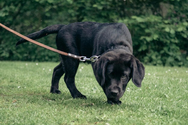 Webinar – 3/16/23 – Fight/Flight But What About The Forgotten Fawn? – PPG (fee applies)