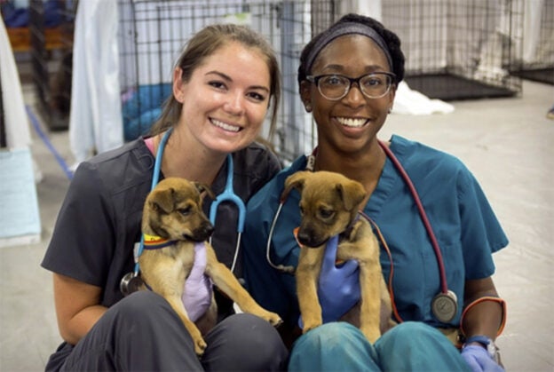 Webinar – 4/19/23 – Veterinary Technician Utilization: What Does That Mean & How Do We Do It? – HSVMA