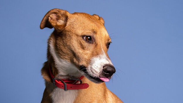 Webinar – 5/9/24 – Management vs Training for Behavior Problems – FDSA (fee applies)