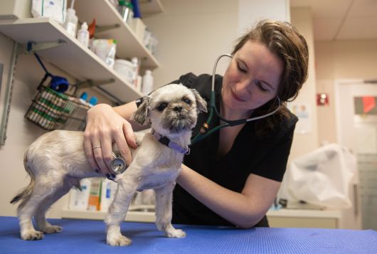 A small dog receives an exam