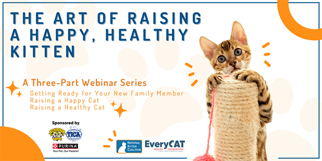 Art of Raising a Happy, Healthy Kitten webinar series