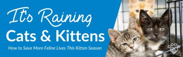 Webinar – 4/27/23 – It’s Raining Cats and Kittens: How to Save More Feline Lives This Kitten Season – HASS