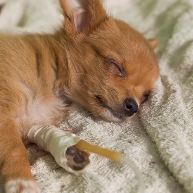 Webinar – 5/3/23 – Fluid Therapy – VETGirl (fee applies)