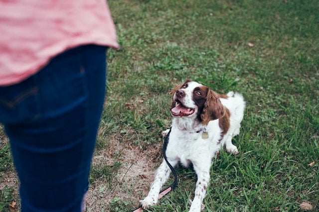 Dog lies on grass waiting for signal from owner