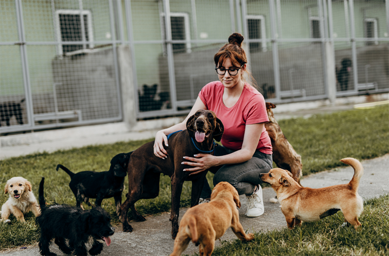 Woman wearing red t-shirt greets dogs at shelter