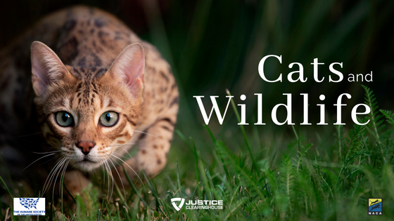 Cats and Wildlife webinar