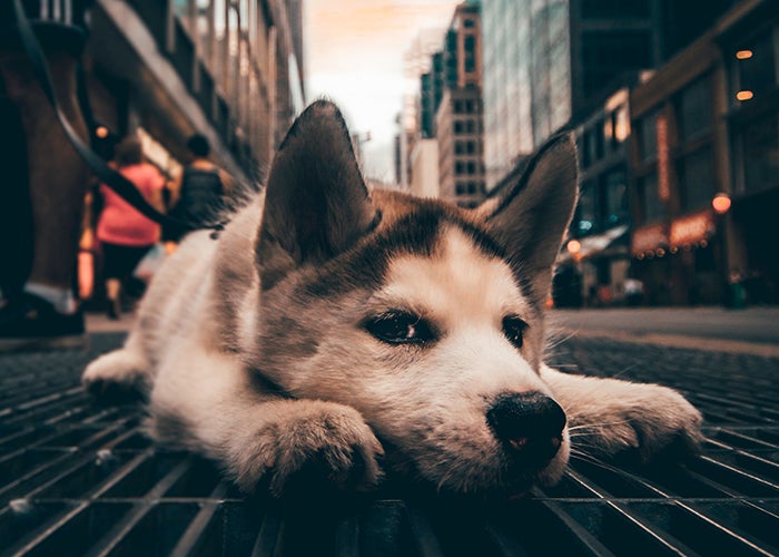 Young dog rests during a walk down a city street.