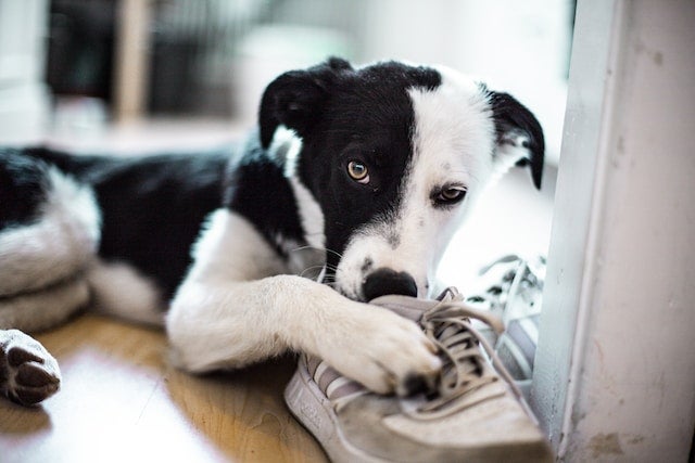 Young dog chews on shoelaces