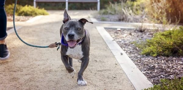 A leashed dog runs down a path