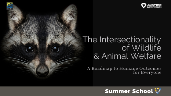 Intersectionality of Wildlife and Animal Welfare webinar