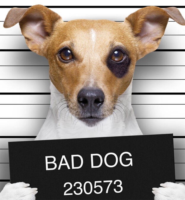 Webinar Series – 7/16, 7/23, 8/13, and 8/20 –  K9 Aggression & Misbehavior Master Series – Puppyworks (fee applies)