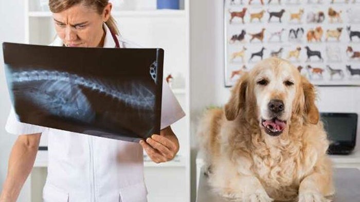 A vet looks closely at a radiograph while a dog rests on the exam table