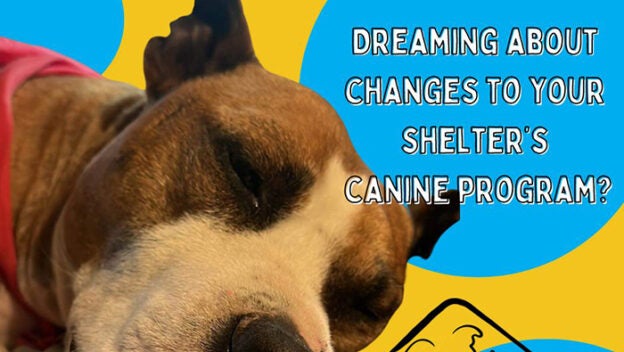 Online Course – Starts 5/29/24 – Shelter Dog Behavior Mentorship with Trish McMillan – Shelter Behavior Hub (fee applies)