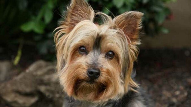 Online Event – 7/13/23 – YouTube LIVE: Pancreatitis in Dogs: New Insights and Impacts on Clinical Practice – VETGirl