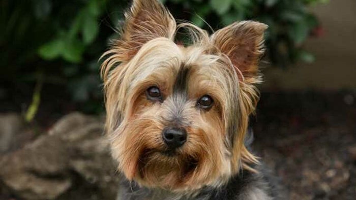 Small dog sits in front of greenery outside