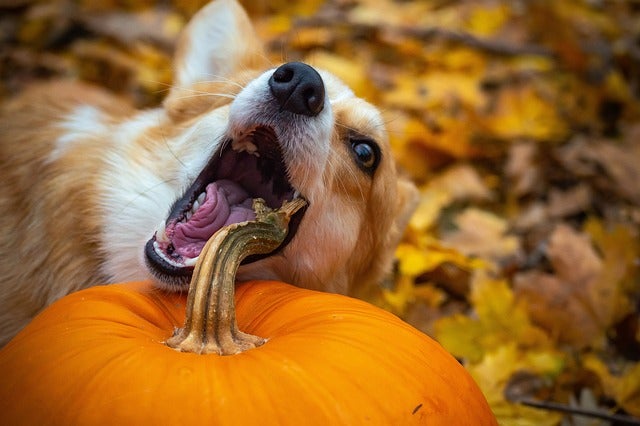 A dog bites at the stem of a pumpkin