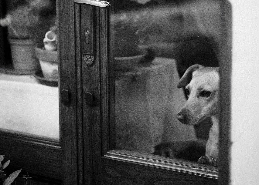 In a black and white photo, a small dog stares out the door