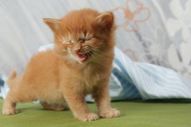 A small ginger kitten meows