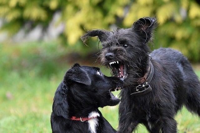 Two small black dogs bark at each other