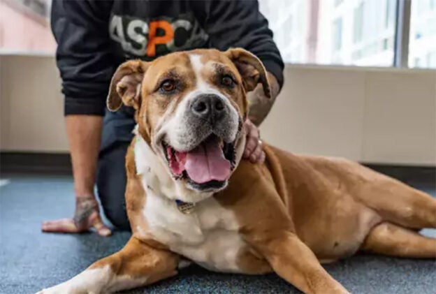Webinar – 8/23/23 – Northern Tier Shelter Initiative Zoomies: Behavioral Euthanasia: Approaching Decisions with Care and Impacts with Compassion – ASPCAPro