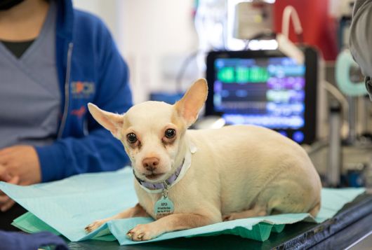 dog rests on exam table