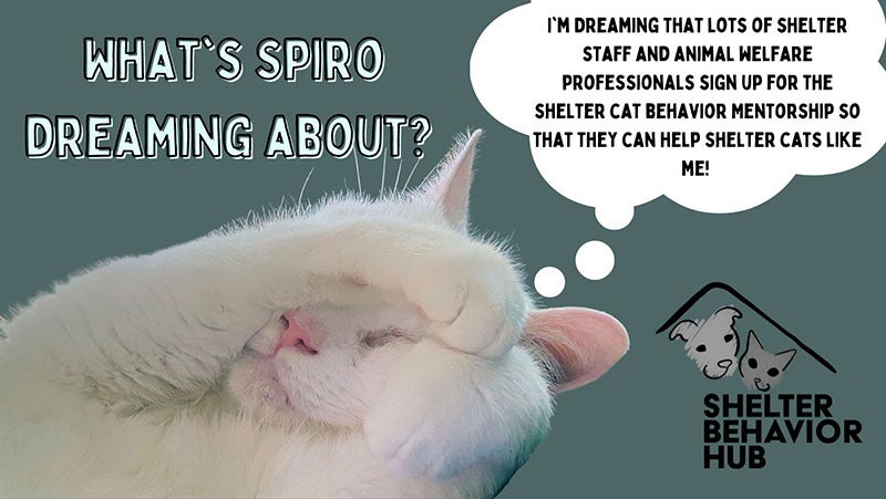 Cat Behavior Mentorship Shelter Behavior Hub