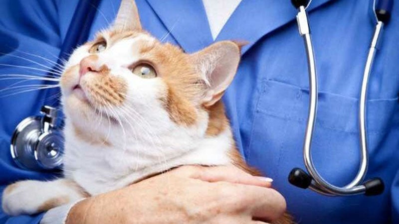 Veterinarian holds cat