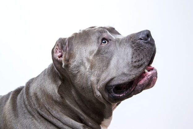 Webinar – 8/1/23 – Canine Distemper: Management for Shelters – Best Friends