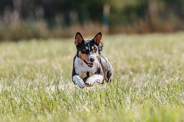 Dog runs through field