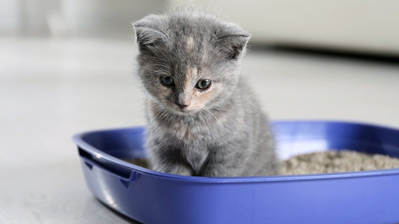 Kitten sits in litter box
