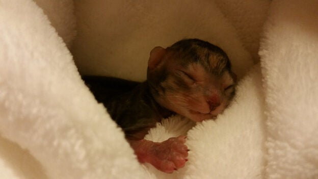 Webinar – 8/22/23 – Caring for Premature Kittens – National Kitten Coalition