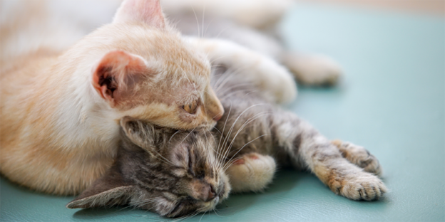 Webinar – 9/14/23 – Maddie’s Insights: Social Behavior & Implications for Bonded Pairs in Group-housed Shelter Cats – Maddie’s Fund