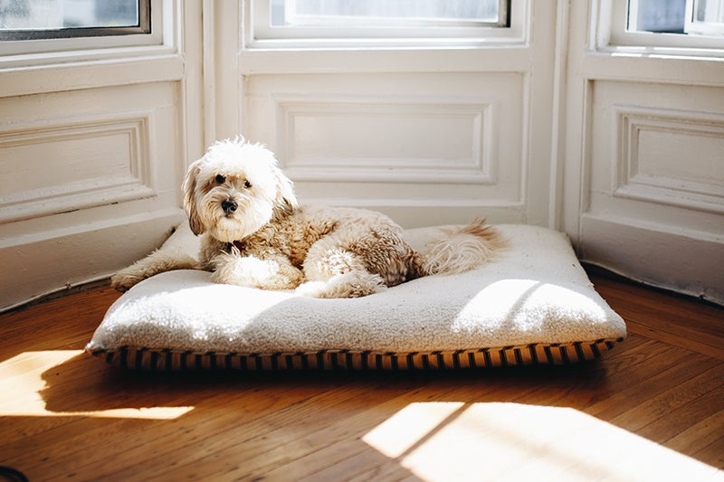 Dog rests in fluffy bed with sunlight streaming through the windows behind him