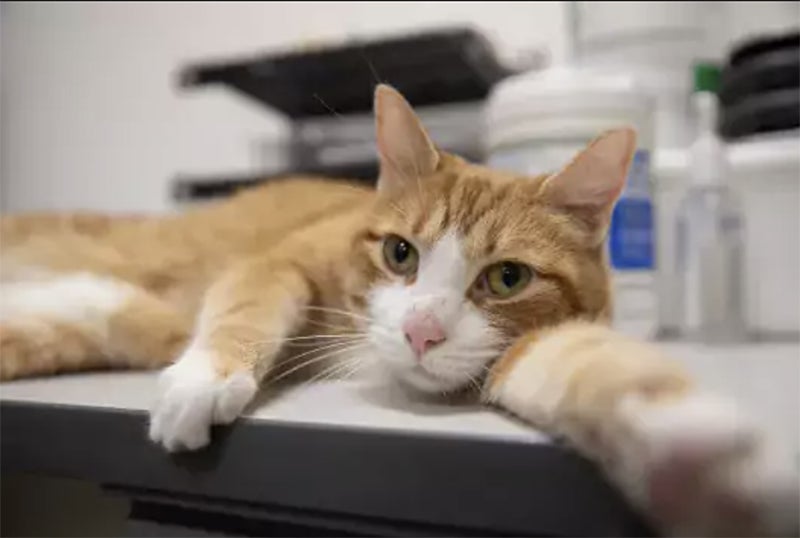 Cat relaxes on a desk