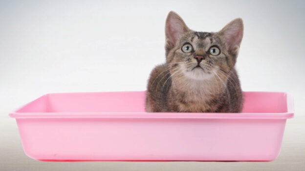 Webinar – 11/8/23 – Sanitation and Cleaning for Kitten Caregivers – National Kitten Coalition