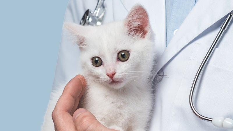 National Kitten Coalition Conference 2023