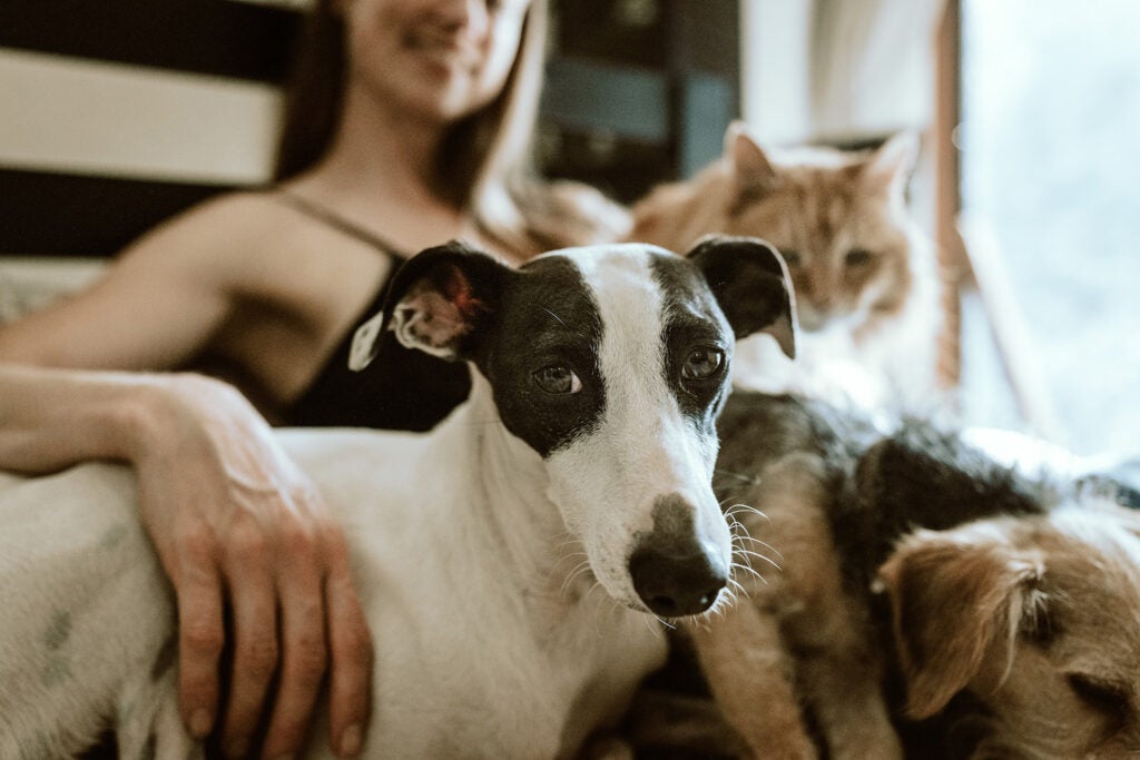 Woman sits with dogs and cat